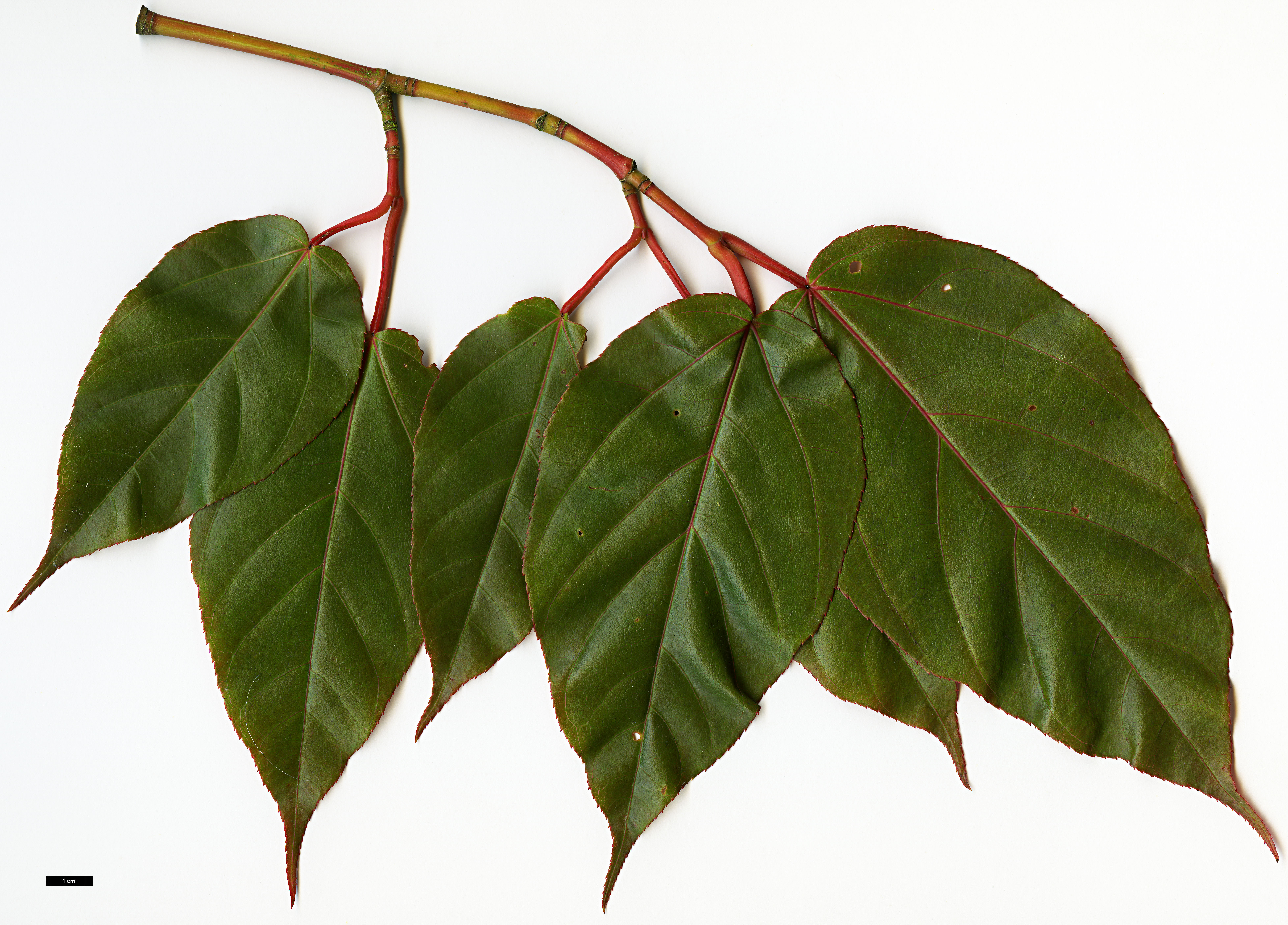High resolution image: Family: Sapindaceae - Genus: Acer - Taxon: sikkimense - SpeciesSub: var. serrulatum